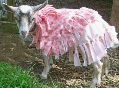 Goat in a dress